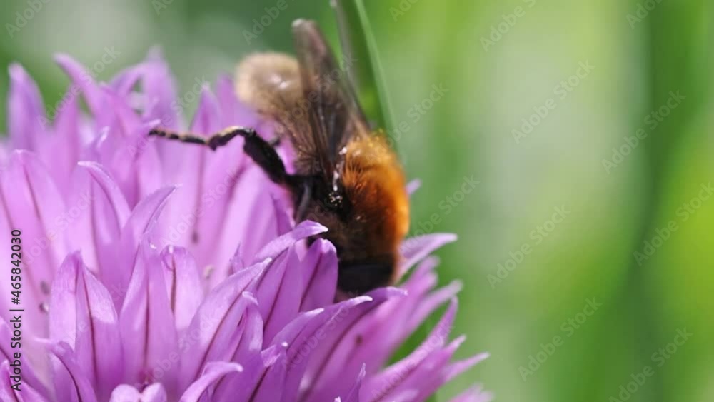 video with path fly picking nectar on lilac flower video with path fly picking nectar on lilac flower