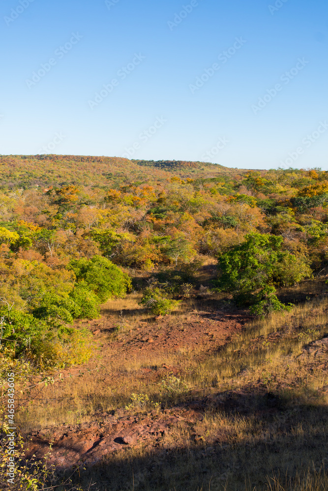 A view of the caatinga landscape in autumn (beginning of the dry season), trees and schrubs losing their leaves - Oeiras, Piaui state, Brazil