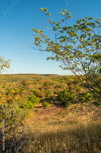 A view of the caatinga landscape in autumn (beginning of the dry season), trees and schrubs losing their leaves - Oeiras, Piaui state, Brazil