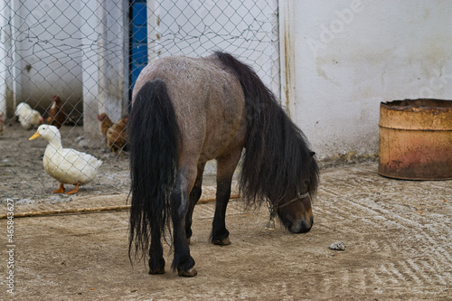 pony horse on the farm