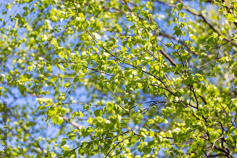 Latvian birch green leaves in spring Latvian birch green leaves in spring