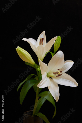 white lilies on black background