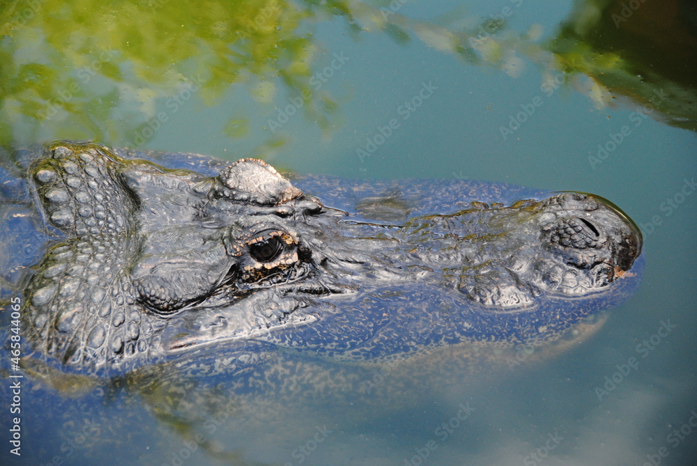 Obraz premium alligator kopf im wasser