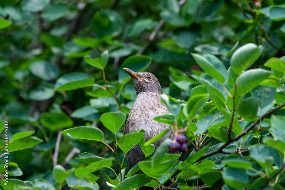 Fototapeta premium a young bird hidden in the leaves