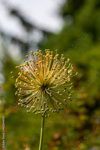 Czosnek olbrzymi (Allium giganteum)