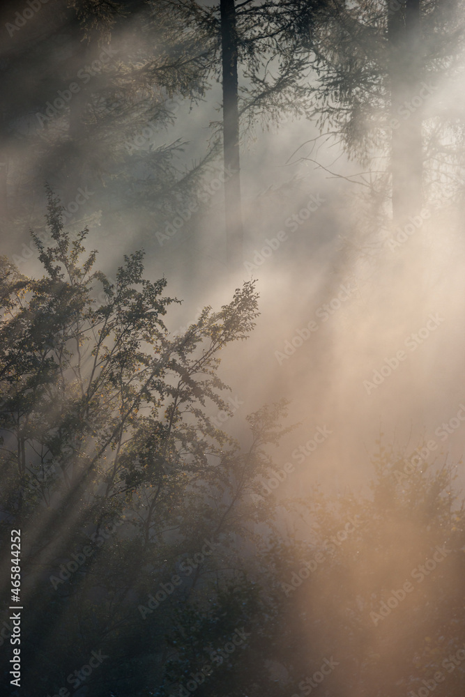 Une matinée brumeuse en forêt dans les Ardennes belges.