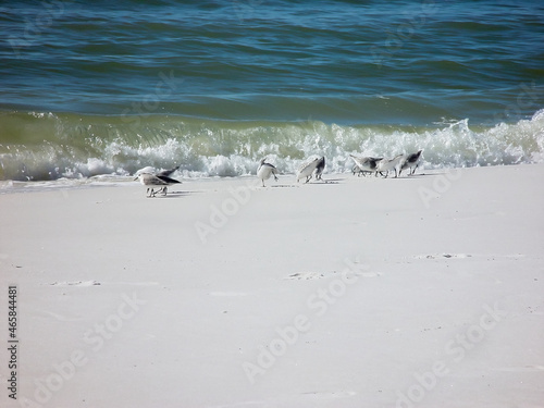 Bird on the shore by the Ocean