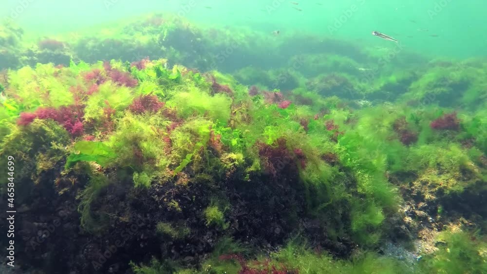 Photosynthesis in the sea, underwater landscape. Green, red and brown algae on underwater rocks (Enteromorpha, Ulva, Ceramium, Polisiphonia). Gulf of Odessa, Black Sea Photosynthesis in the sea, underwater landscape. Green, red and brown algae on underwater rocks (Enteromorpha, Ulva, Ceramium, Polisiphonia). Gulf of Odessa, Black Sea