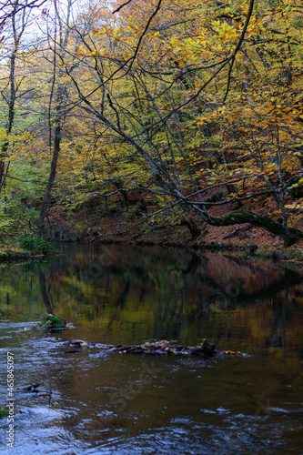 river in the autumn forest