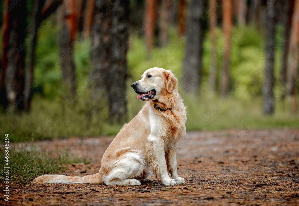 Golden retriever dog in the forest Golden retriever dog in the forest