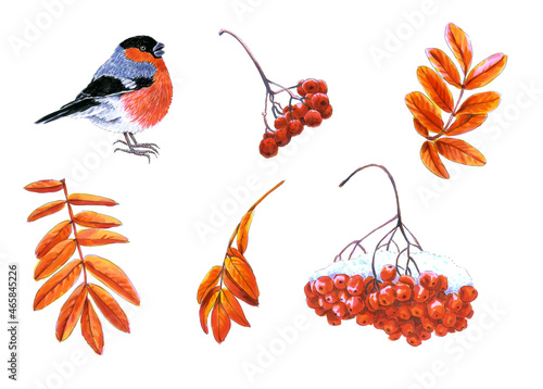 Set of leaves and fruits of mountain ash and bullfinch. For stickers, wrapping paper, print.
