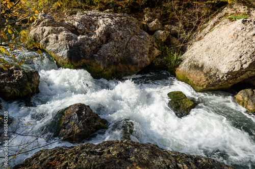 river in the forest