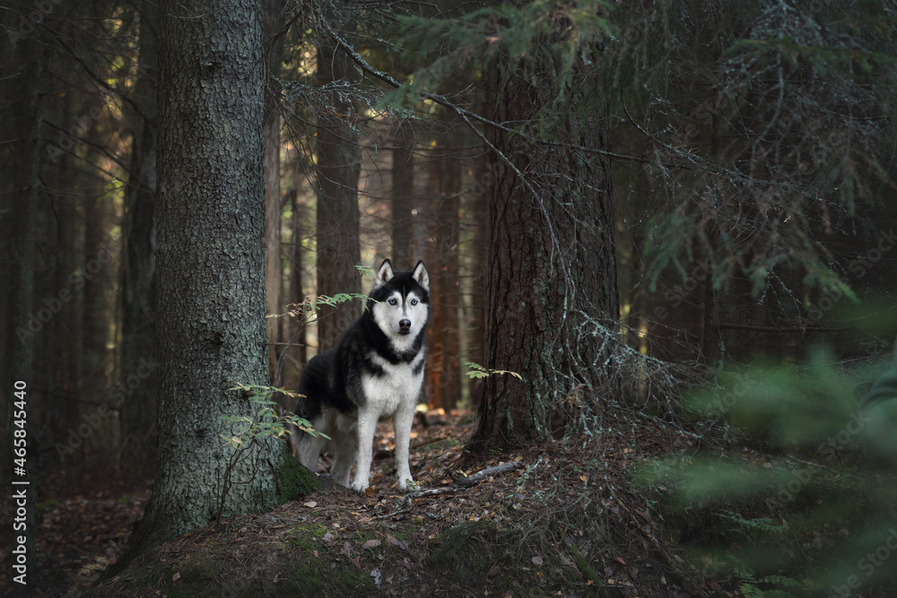 Beautiful Siberian Husky dog in the forest Beautiful Siberian Husky dog in the forest