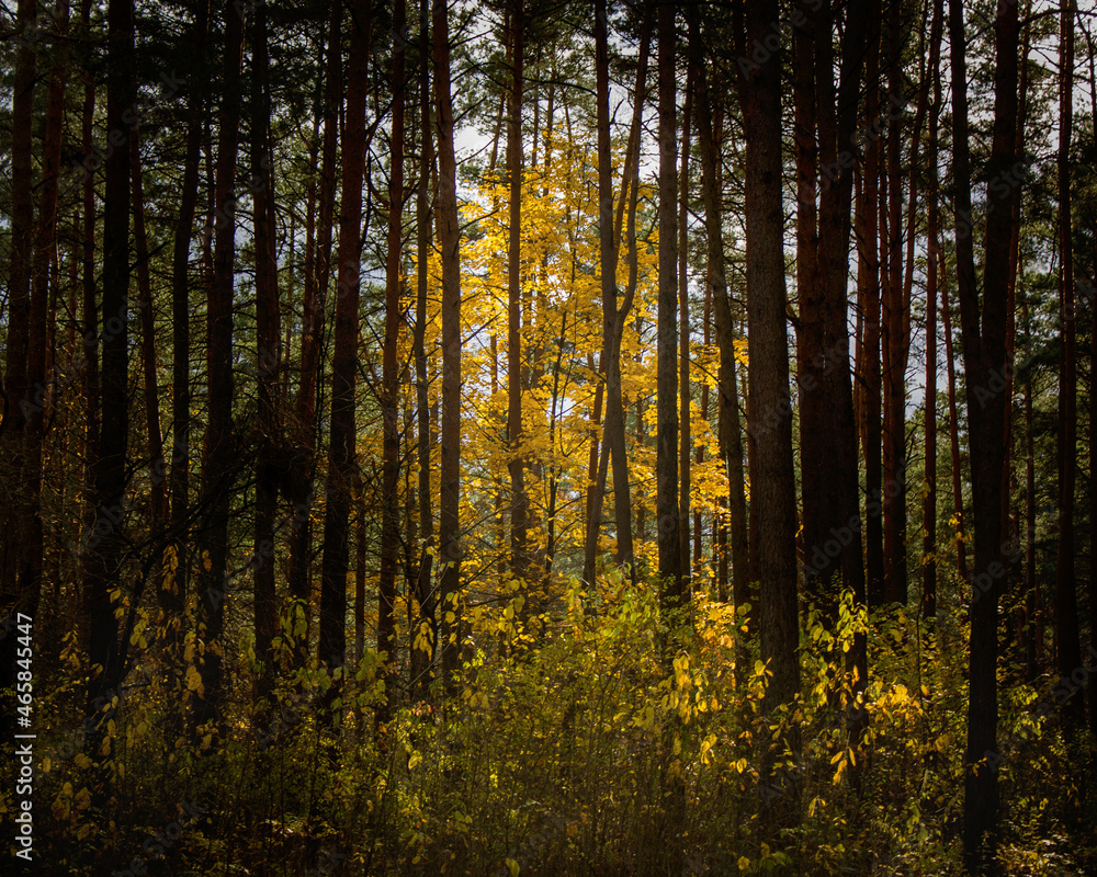 Obraz premium Autumn landscape: Maple with bright yellow leaves against the background of dark forest tree trunks.