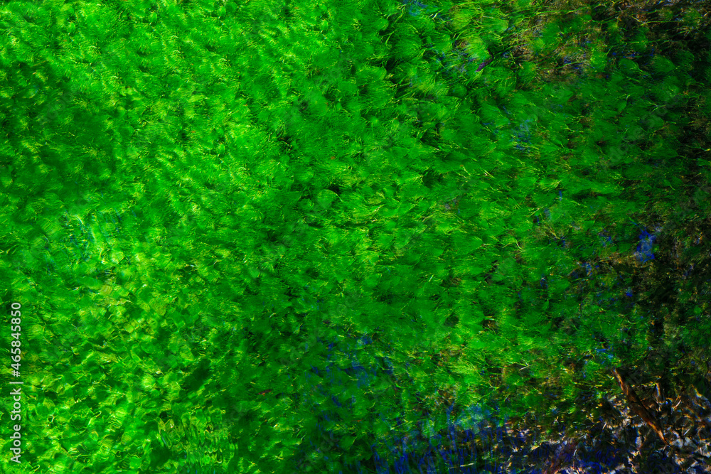 A stream of green reflections and textures in sun and shade A stream of green reflections and textures in sun and shade