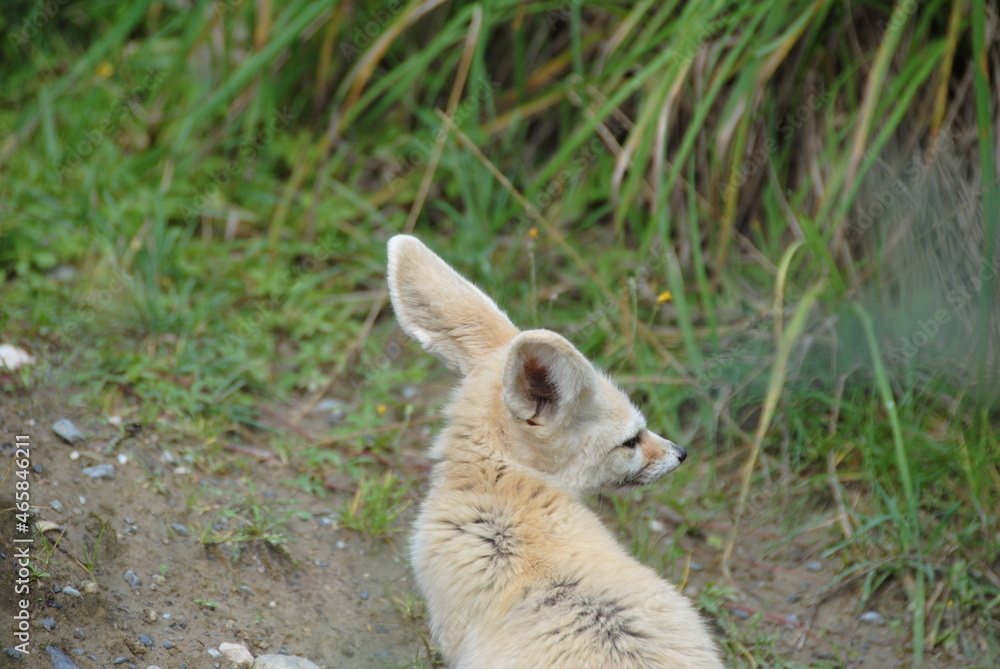 Obraz premium schöner Fennekfuchs im Zoo 