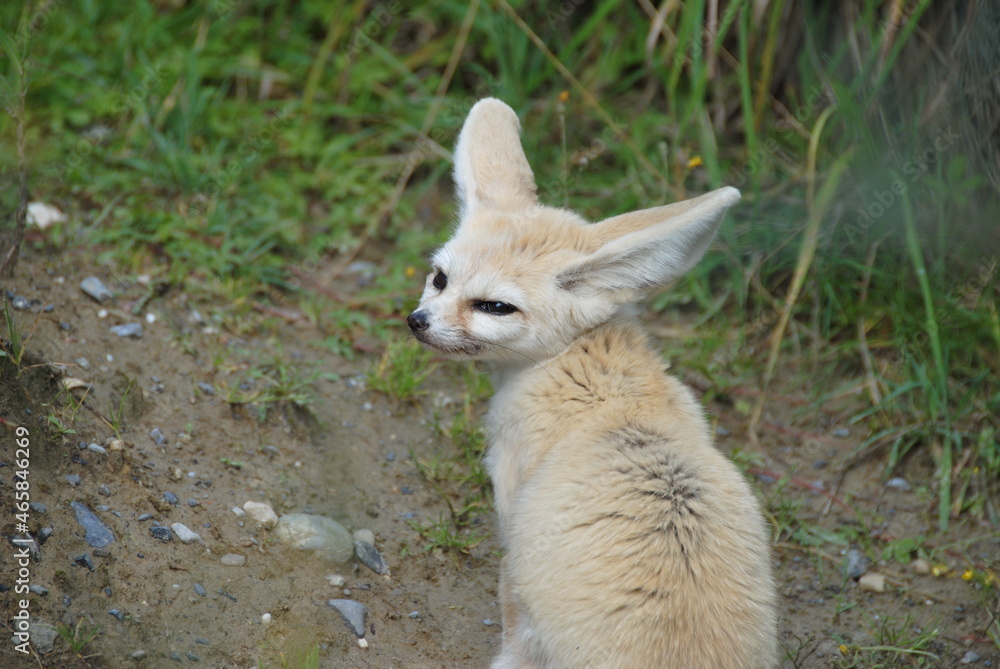 Fototapeta premium schöner Fennekfuchs im Zoo 