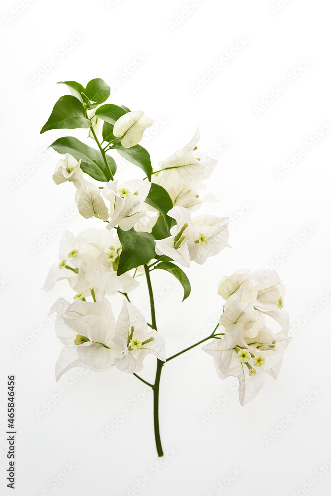 Closeup branch of tropical bougainvillea flowers isolated at white background. White blossoms Closeup branch of tropical bougainvillea flowers isolated at white background. White blossoms