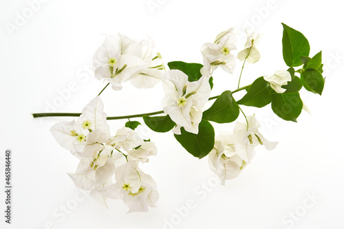 Closeup branch of tropical bougainvillea flowers isolated at white background. White blossoms