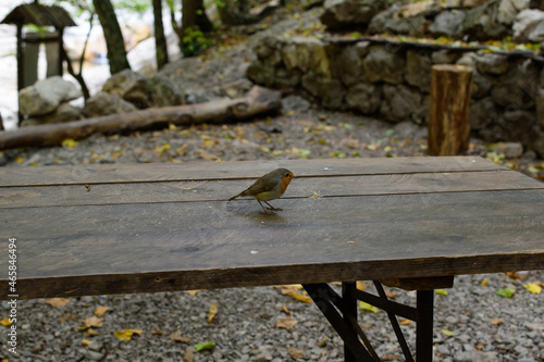 bird on the table