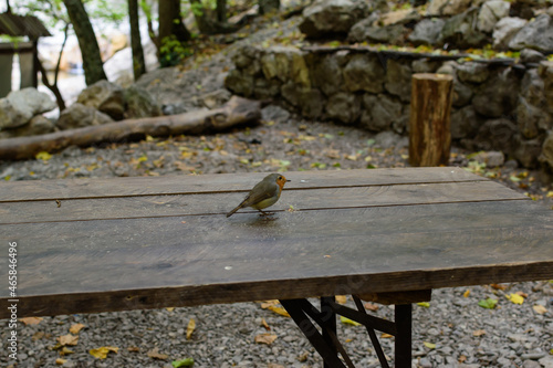 bird on the table
