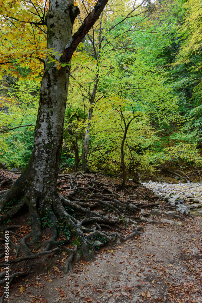 Naklejka premium autumn in the forest