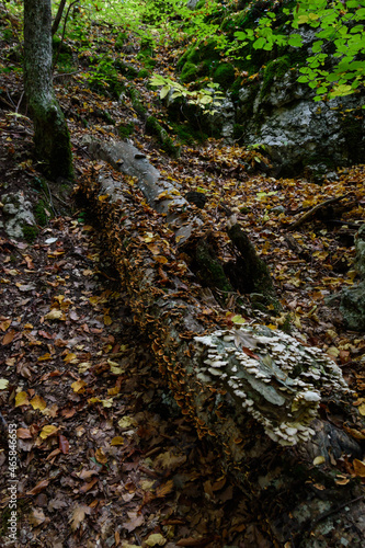 mushroom on a tree