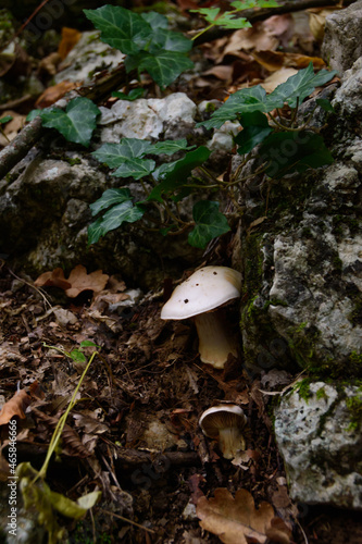 mushroom in the forest