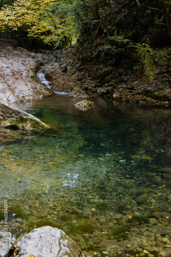 river in the forest