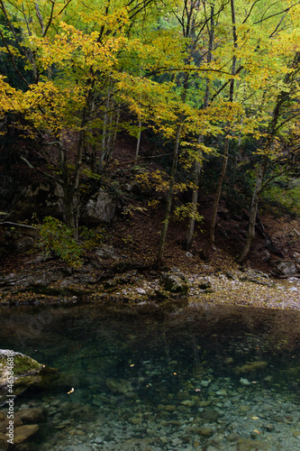 river in the forest