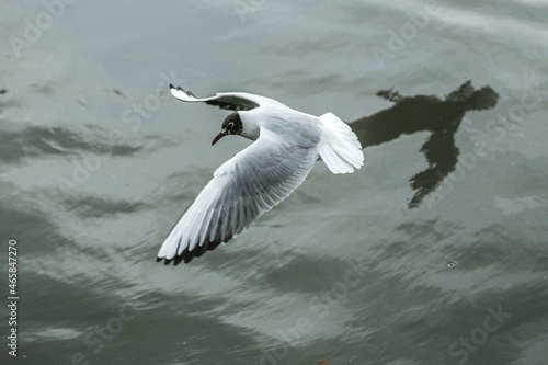 Seagull (ID: 465847270)