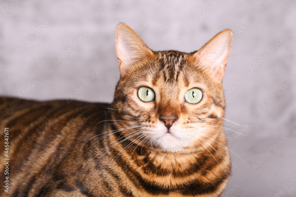 bengal cat portrait on gray background