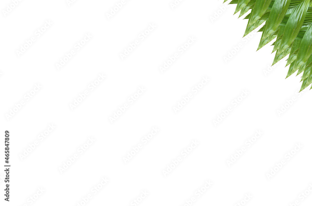 green leaf pattern Placement of elements on a white background. Design. Write articles or products for presentations and advertisements. green leaf pattern Placement of elements on a white background. Design. Write articles or products for presentations and advertisements.