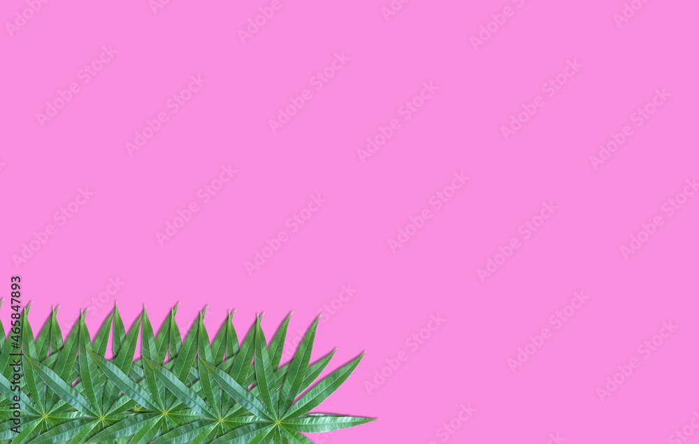 green leaf pattern Placement of elements on pink background. Design. Write articles or products for presentations and advertisements. green leaf pattern Placement of elements on pink background. Design. Write articles or products for presentations and advertisements.