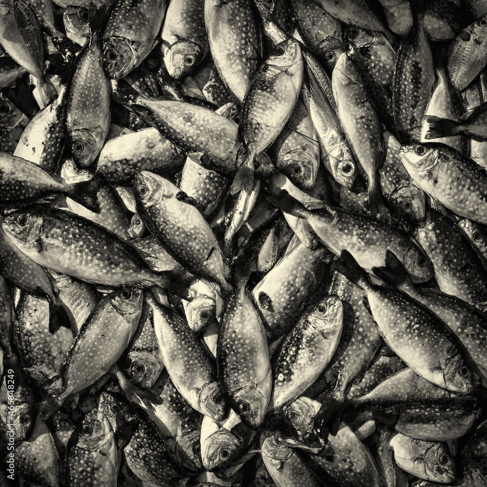 Fototapeta premium A background of a lot of fish