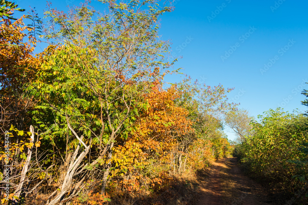 A path in the colorful caatinga forest in autumn (beginning of the dry season), trees losing their leaves - Oeiras, Piaui state, Brazil