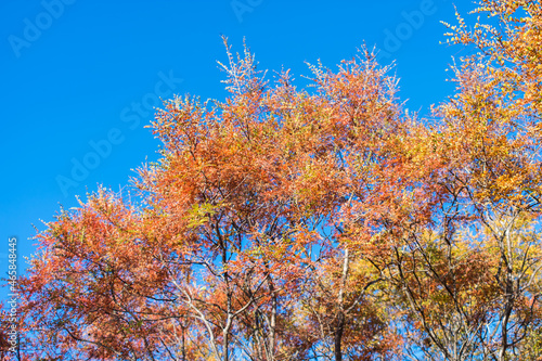 Autumn colors in the caatinga forest, tree with red and orange leaves and blue sky background - Oeiras, Piaui state, Brazil