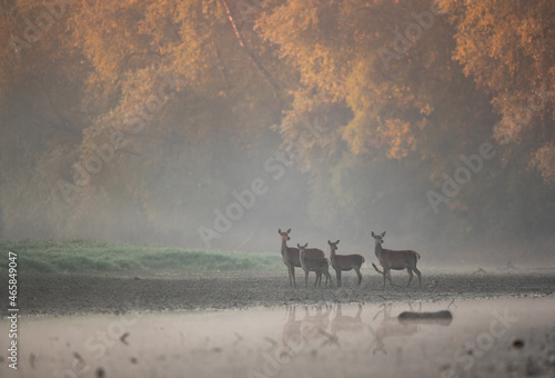 Two red deer families standing on river coast in fog