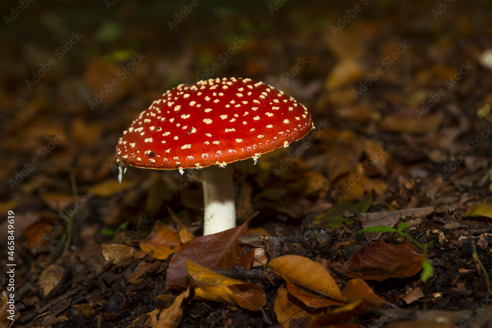 Fly Agaric (Amanita muscaria) amidst leaves on the ground in a forest