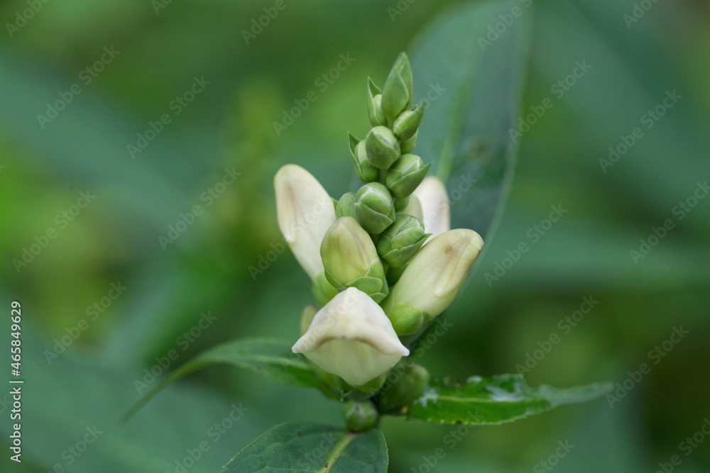 Flower of a white turtlehead, Chelona glabra. Flower of a white turtlehead, Chelona glabra.