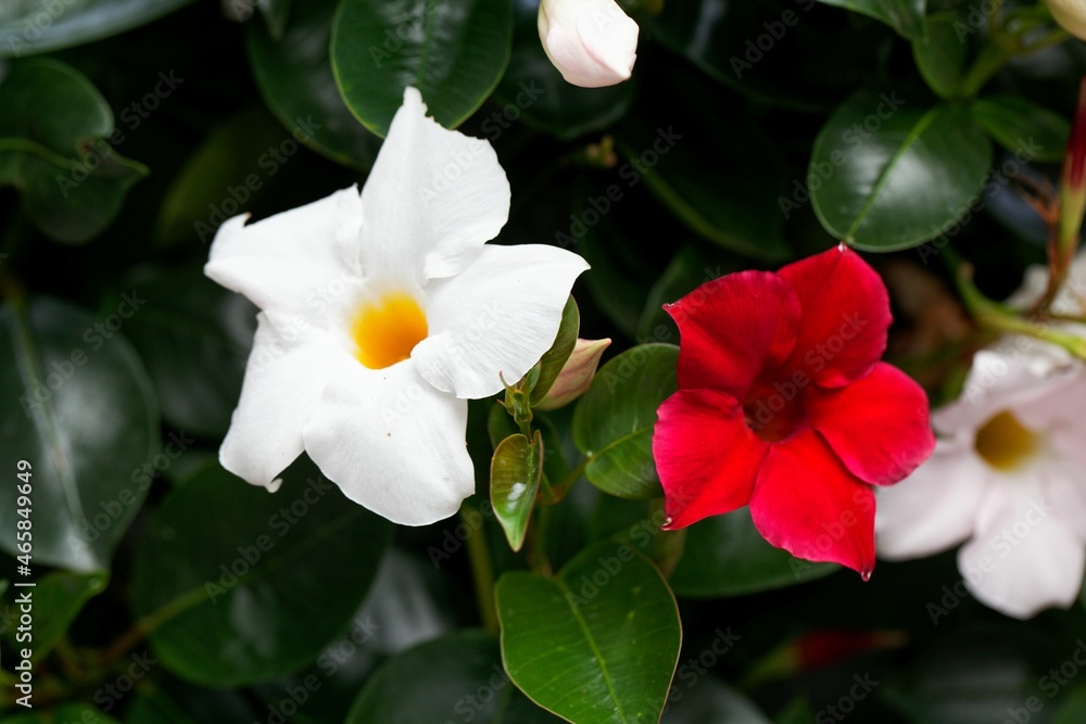 Chilean jasmine, Mandevilla laxa Chilean jasmine, Mandevilla laxa