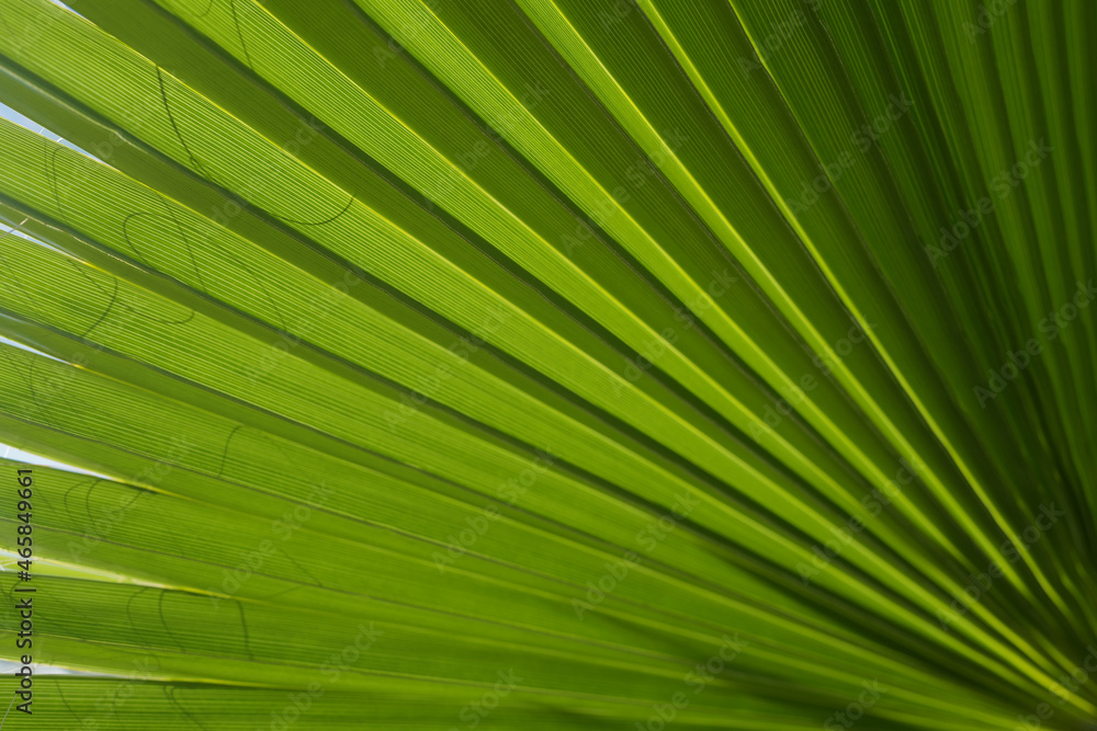 Tropical green background. Palm leaf texture, palm coconut foliage nature green background. Tropical green background. Palm leaf texture, palm coconut foliage nature green background.