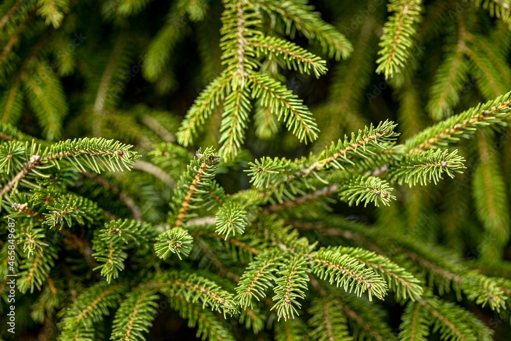 close up of fir tree close up of fir tree