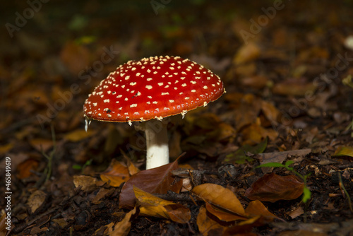 Fly Agaric (Amanita muscaria) amidst leaves on the ground in a forest