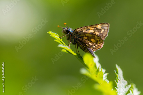Chequered Skipper (Carterocephalus palaemon) resting on a leaf