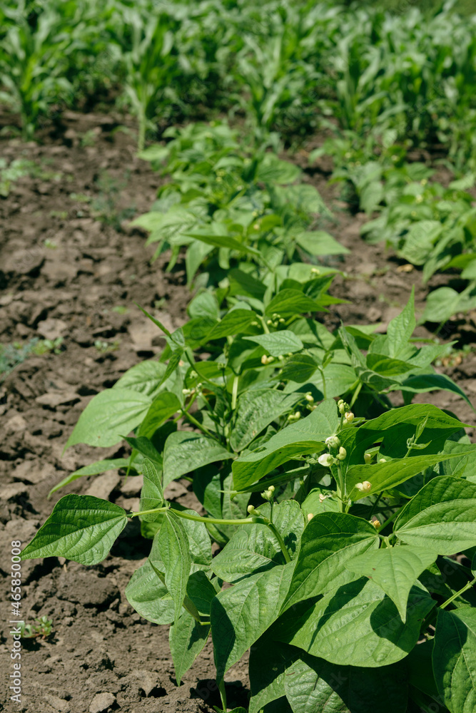 Young bean bushes grow in the garden bed. Flowering leguminous plants. Organic farming, healthy eating. Young bean bushes grow in the garden bed. Flowering leguminous plants. Organic farming, healthy eating.