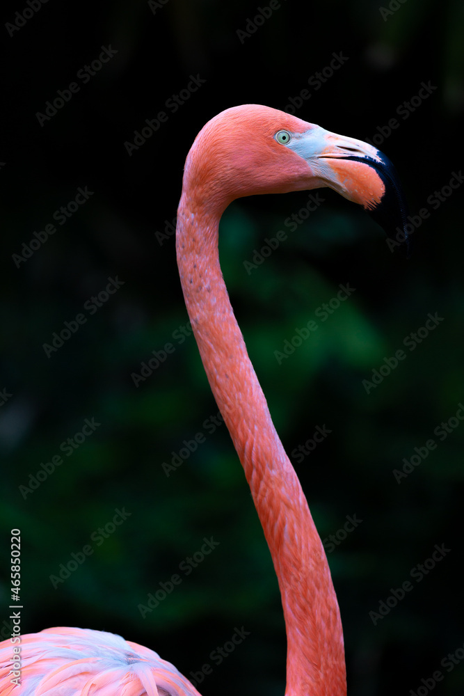 Fototapeta premium Fenicottero rosa