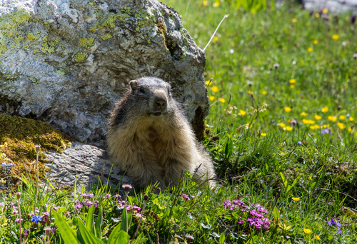 Marmotte en Savoie photo