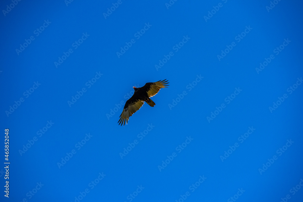 A vulture soars through the empty blue sky A vulture soars through the empty blue sky