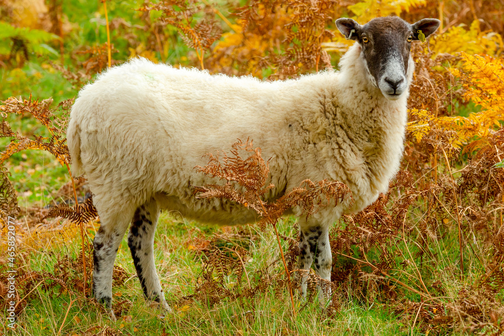 Naklejka premium Highland mule ewe or female sheep stood in golden bracken in Autumn. Facing forward. Glen Strathfarrar in the Highlands of Scotland. Horizontal. Space for copy.